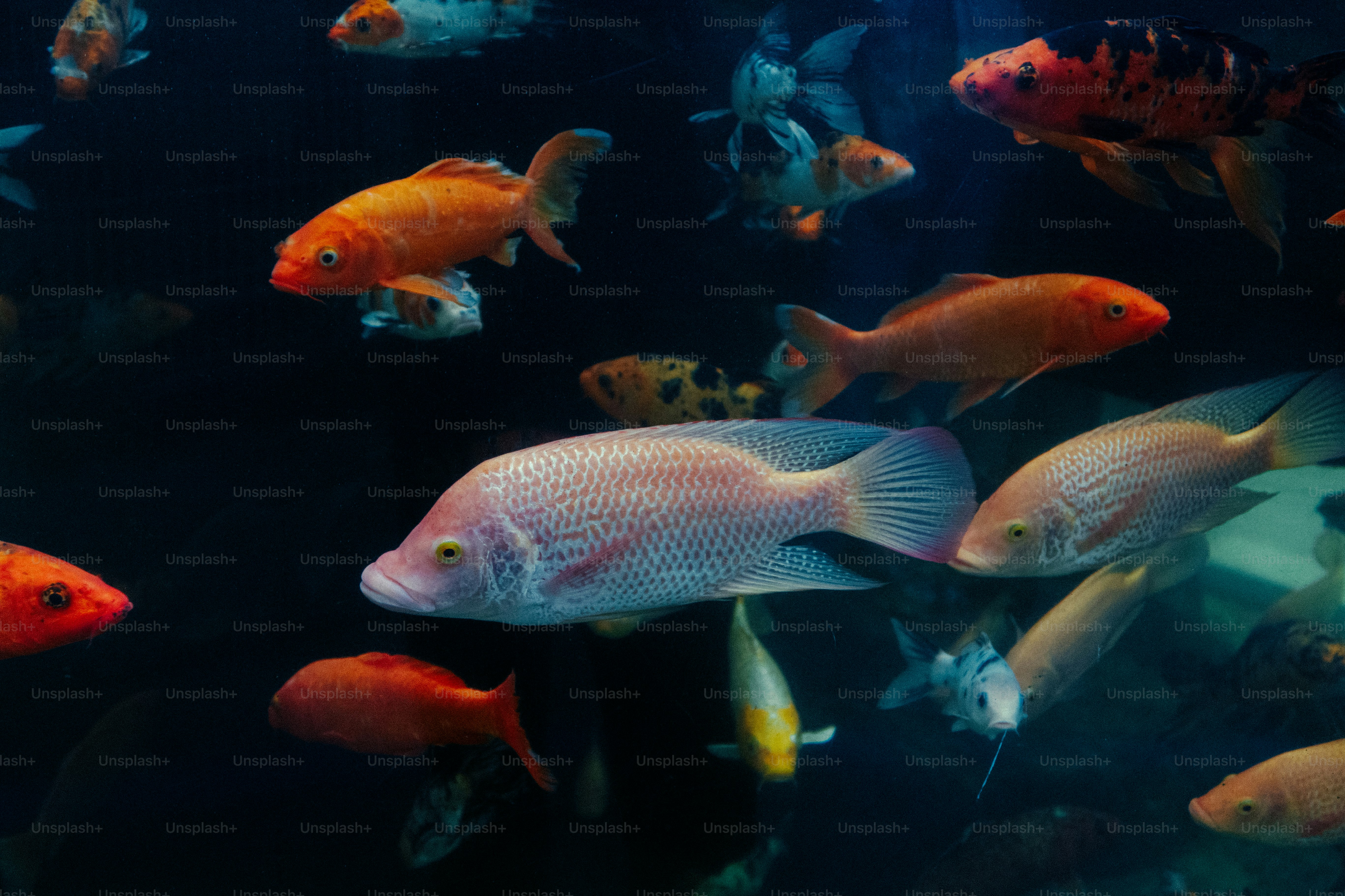 Various colorful fish swimming in dark water